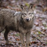 La gestion du loup n'est pas qu'une simple affaire de tirs létaux selon l'expert Jean-Marc Landry. KEYSTONE/MICHAEL BUHOLZER
